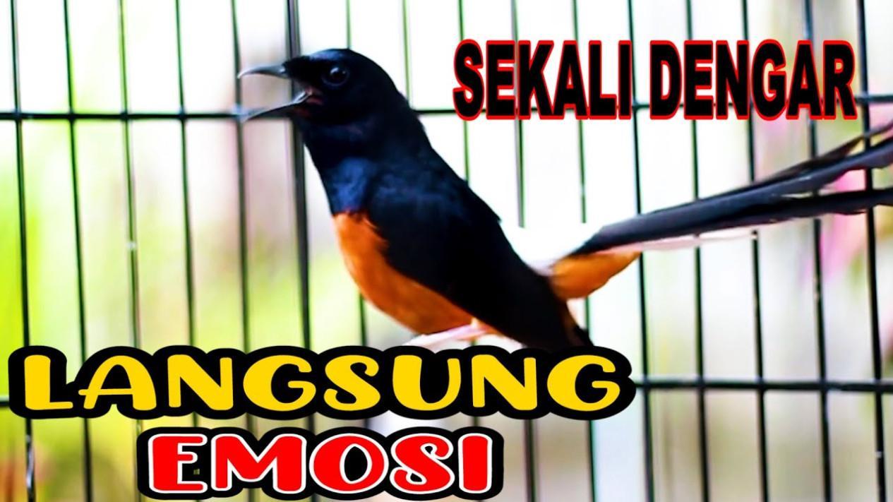 Daftar Gacor Terbaru 2021: Tips Ampuh Agar Burung Anda Gacor Semua Waktu